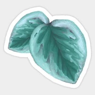 Peperomia Obtusifolia Leaf Sticker